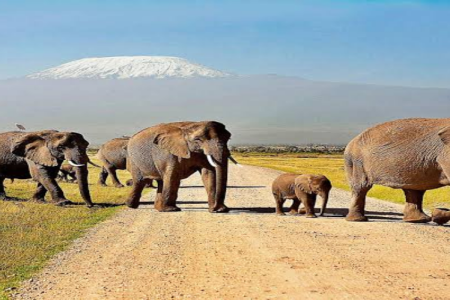 4 Days Amboseli National Park & Masai Mara Safari
