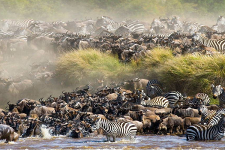 4 Days Great Masai Mara Lake Nakuru Migration Safari