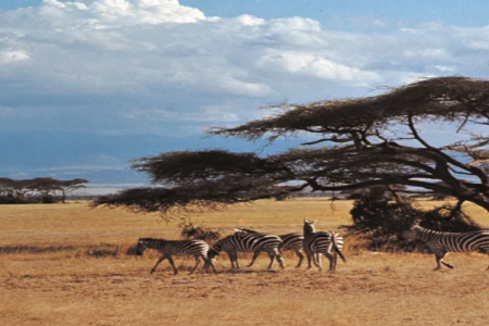 9 Days Amboseli, Serengeti, Lake Manyara & Ngorongoro Crater Safari