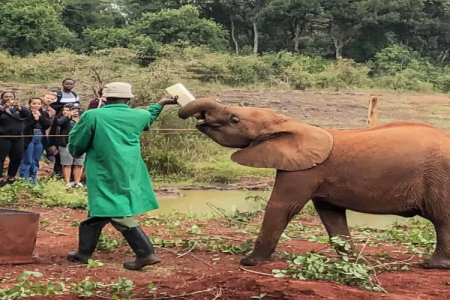 David Sheldrick Elephant Orphanage & The Giraffe Center Nairobi