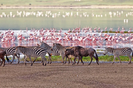 5 Days Lake Manyara, Ngorongoro Crater & Serengeti Safari