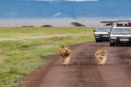8 Days Masai Mara, Lake Nakuru, Serengeti & Ngorongoro Crater Safari