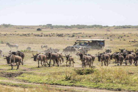 9 Days Masai Mara, Lake Nakuru, Amboseli, Serengeti, Ngorongoro Crater Safari